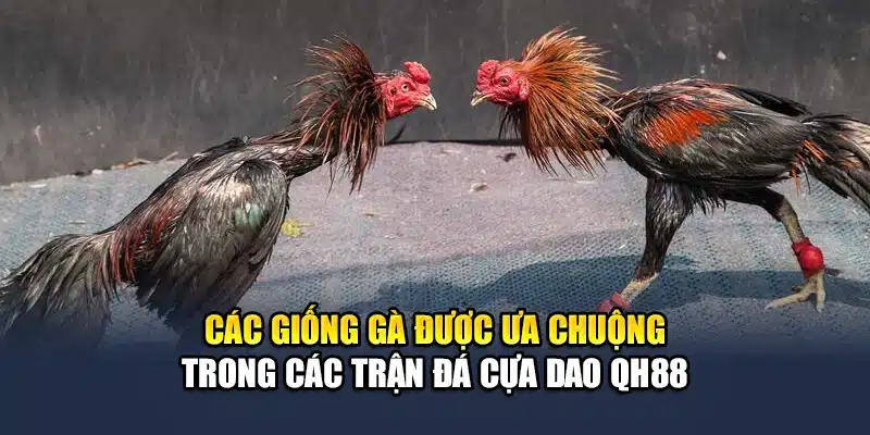 Các giống gà được ưa chuộng trong các trận đá cựa dao QH88