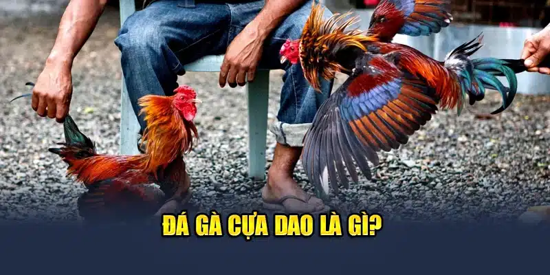 Đá gà cựa dao là gì?