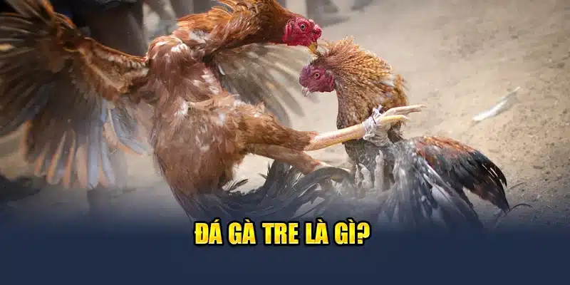 Đá gà tre là gì?