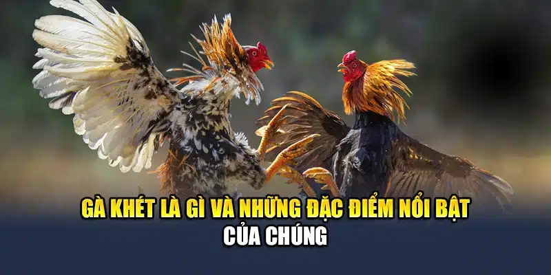 Gà khét là gì và những đặc điểm nổi bật của chúng
