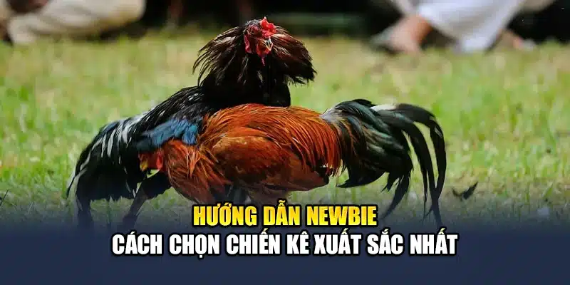 Hướng dẫn newbie cách chọn chiến kê xuất sắc nhất