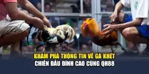 Khám Phá Thông Tin Về Gà Khét Chiến Đấu Đỉnh Cao Cùng QH88