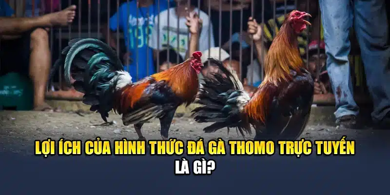 Lợi ích của hình thức đá gà Thomo trực tuyến là gì?