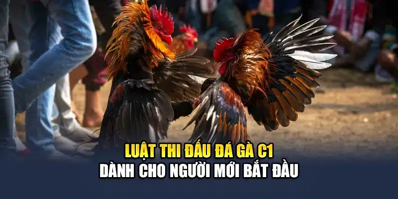 Luật thi đấu đá gà C1 dành cho người mới bắt đầu