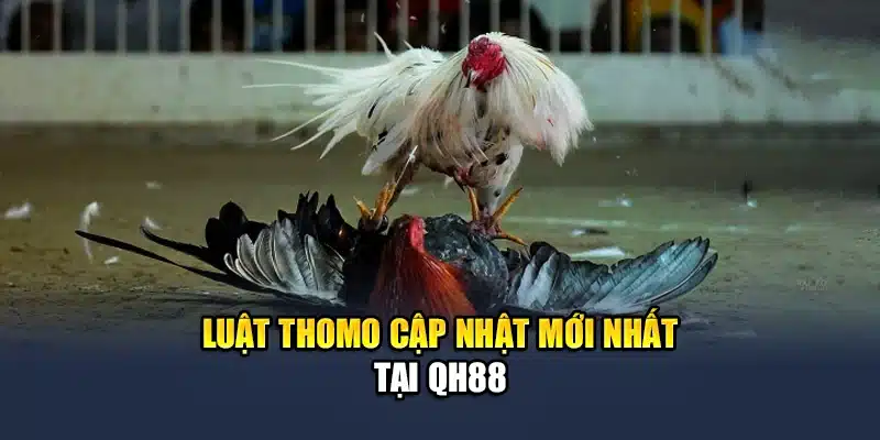 Luật Thomo cập nhật mới nhất tại QH88
