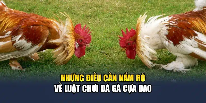 Những điều cần nắm rõ về luật chơi đá gà cựa dao