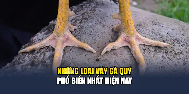 Những loại vảy gà quý phổ biến nhất hiện nay