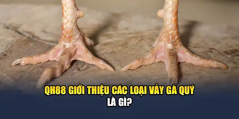 QH88 giới thiệu các loại vảy gà quý là gì?