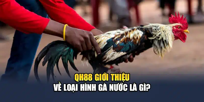 QH88 giới thiệu về loại hình gà nước là gì?