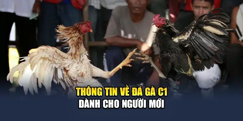 Thông tin về đá gà C1 dành cho người mới
