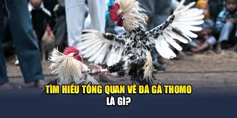 Tìm hiểu tổng quan về đá gà Thomo là gì?