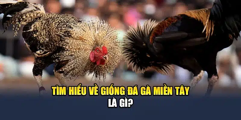 Tìm hiểu về giống đá gà miền Tây là gì?