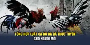 Tổng Hợp Luật Cá Độ Đá Gà Trực Tuyến Cho Người Mới